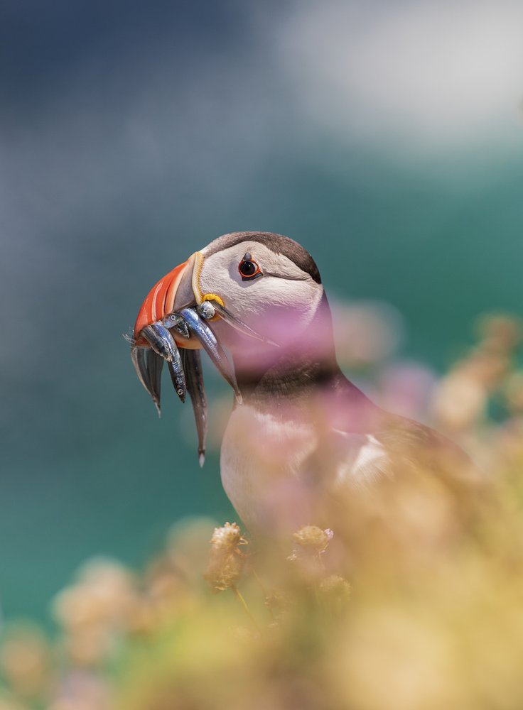 Puffin with Fresh Catch