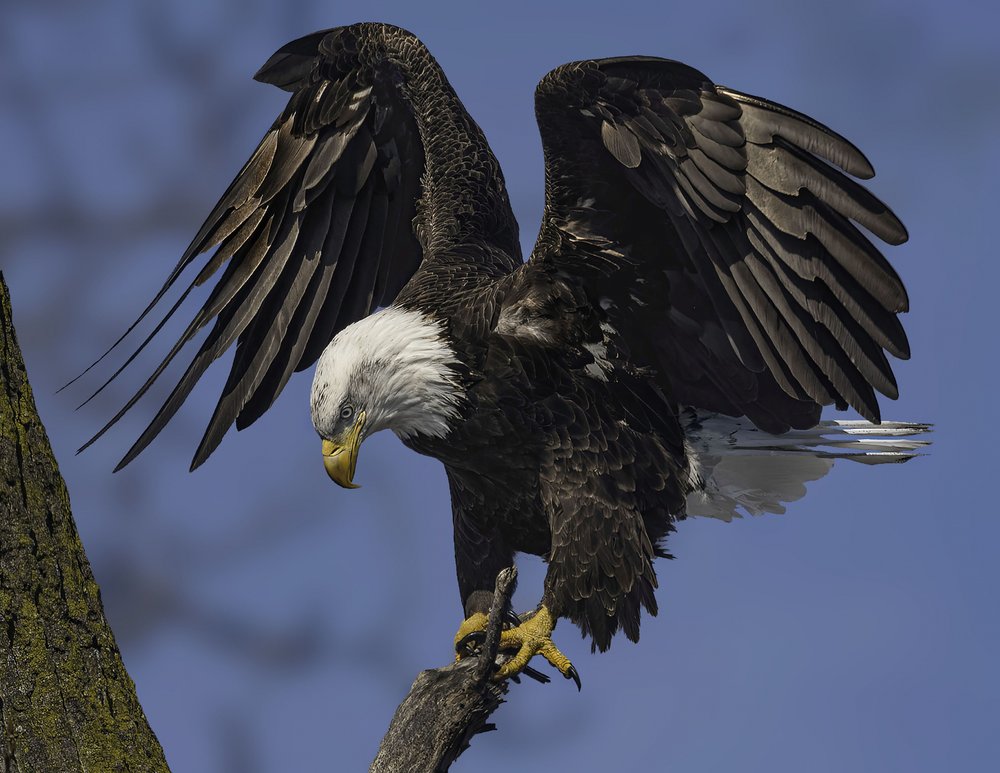 Powerful Eagle Landing