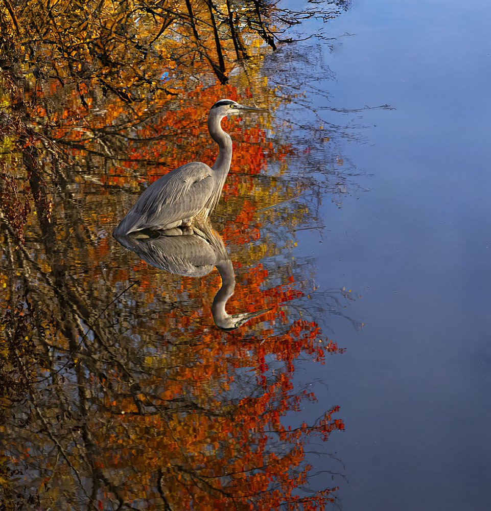 Great Blue Autumn Reflection