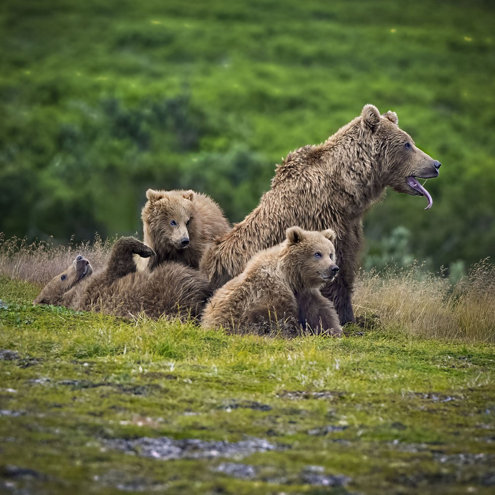 Mother Bear and Cubs