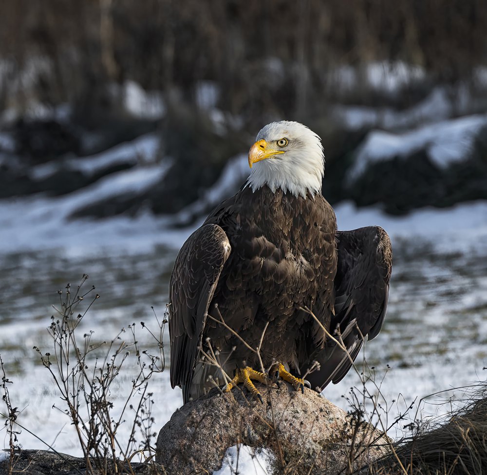 Majestic Winter Eagle