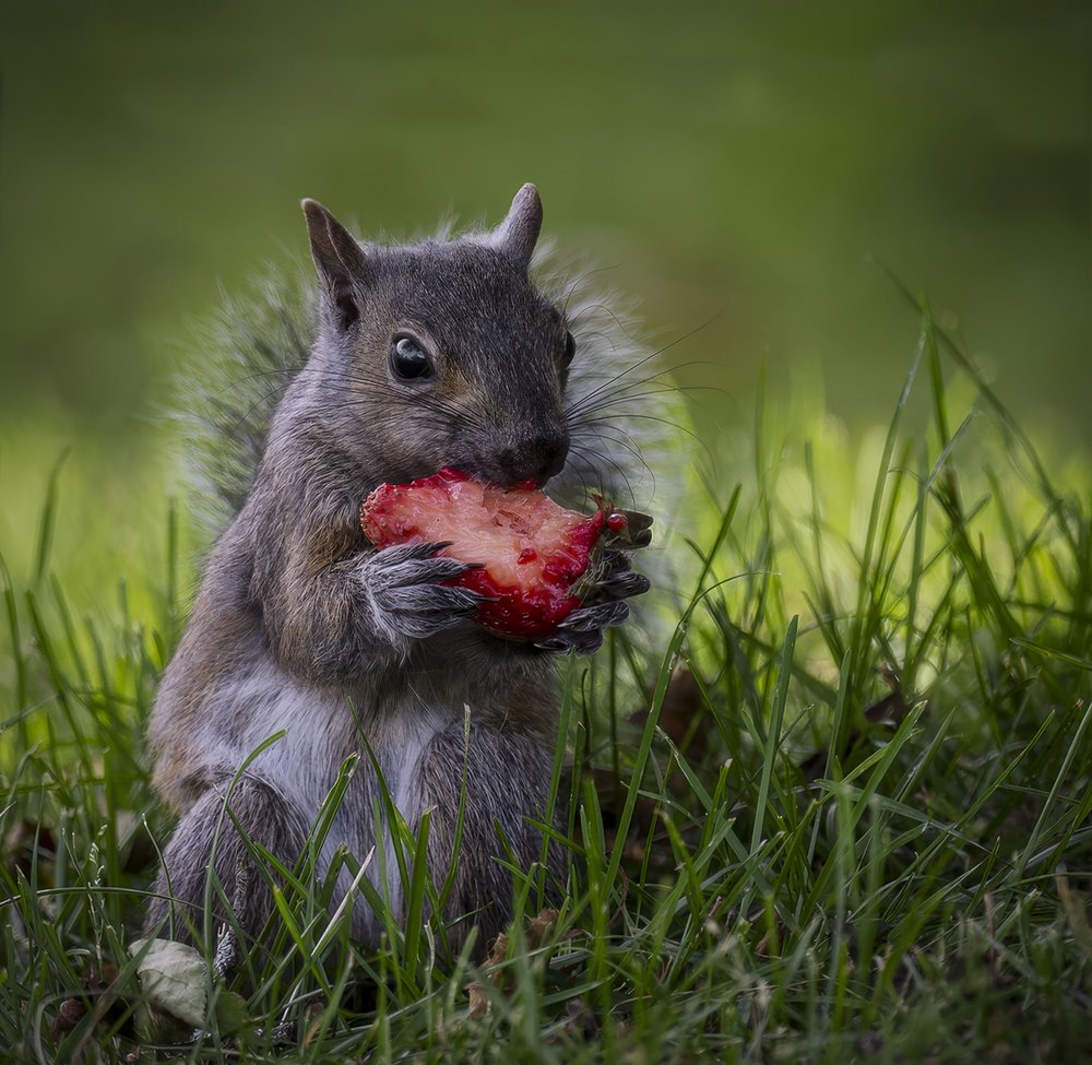 Squirrel Eating Strawberry