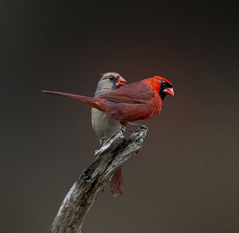 Northern Cardinal Pair