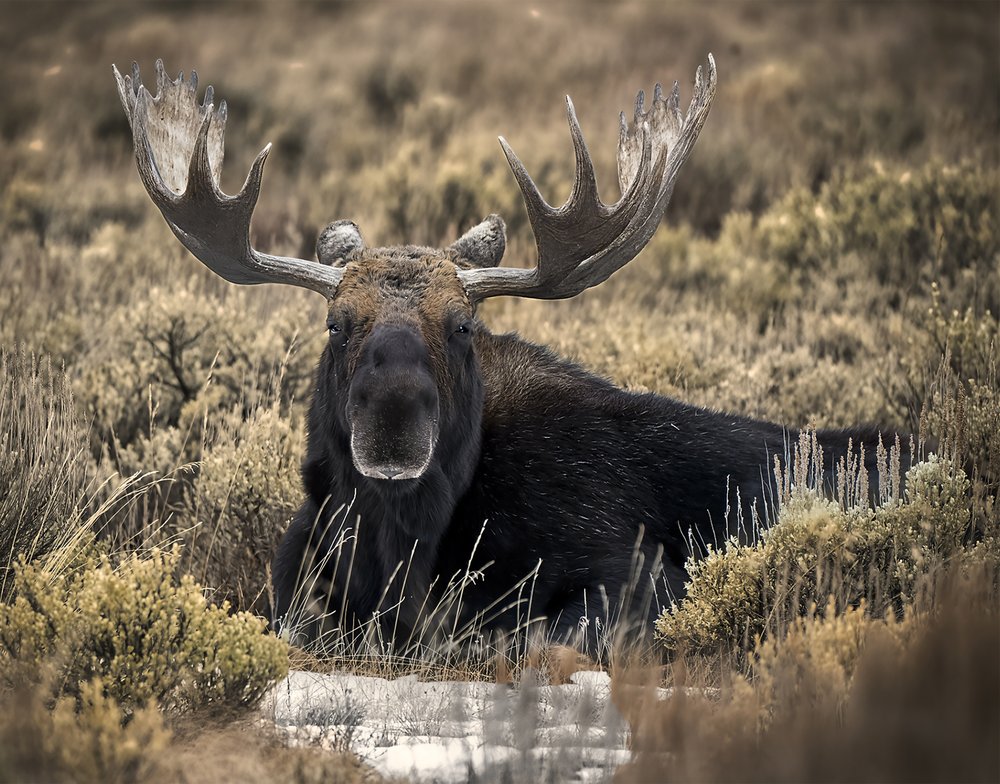 Majestic Bull Moose