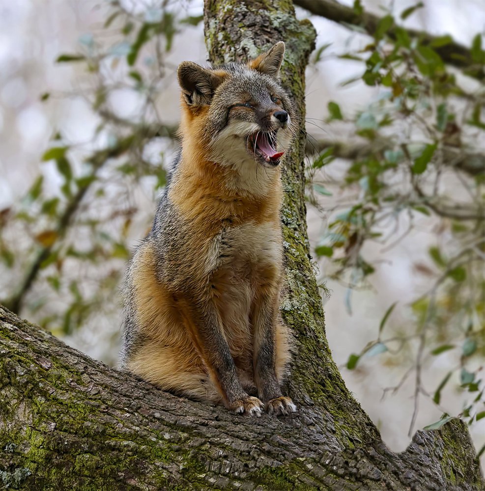 Yawning Gray Fox