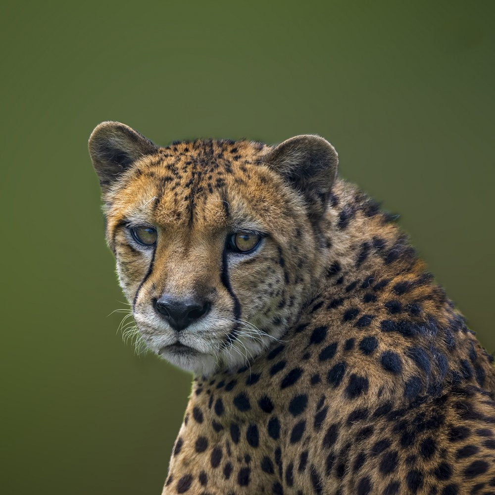 Watchful Cheetah Gaze