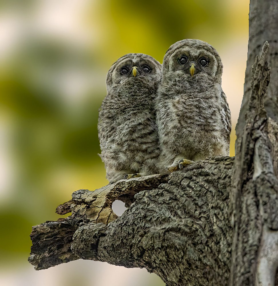 Twin Owlets on Branch