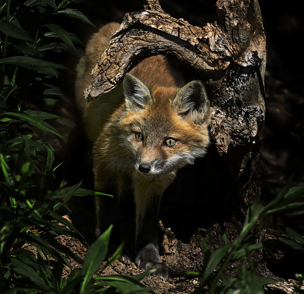Curious Forest Fox