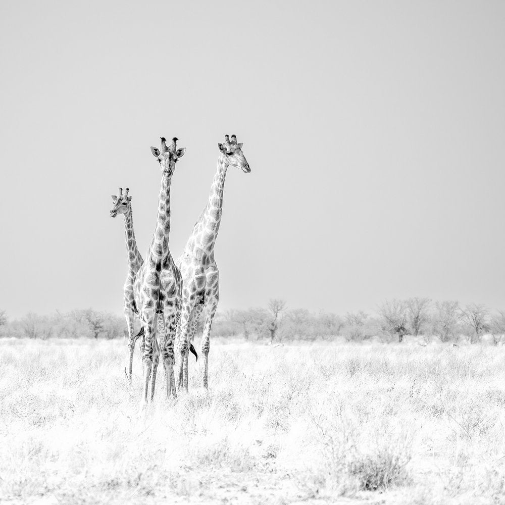 Three Majestic Giraffes
