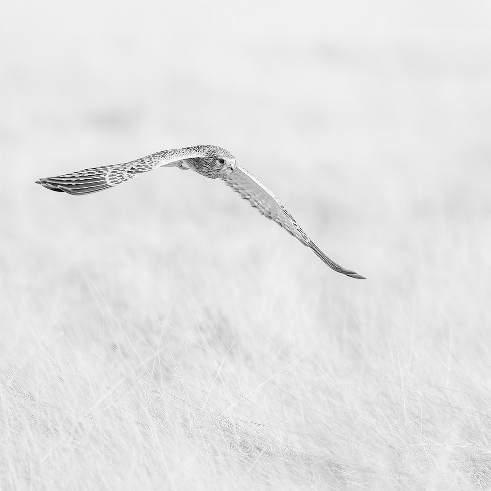 Soaring Grey Hawk