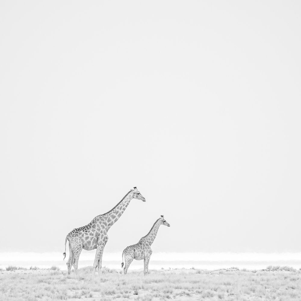 Minimalist Giraffe Duo