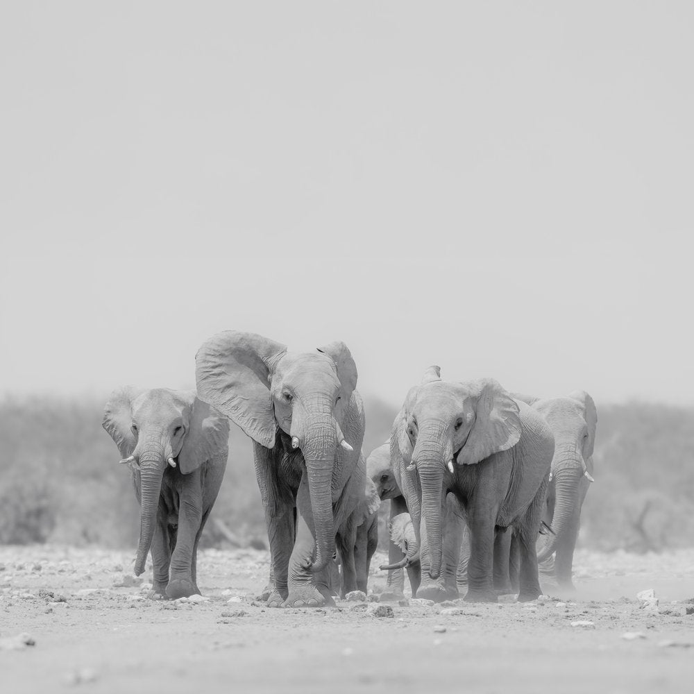 Majestic Elephant Family