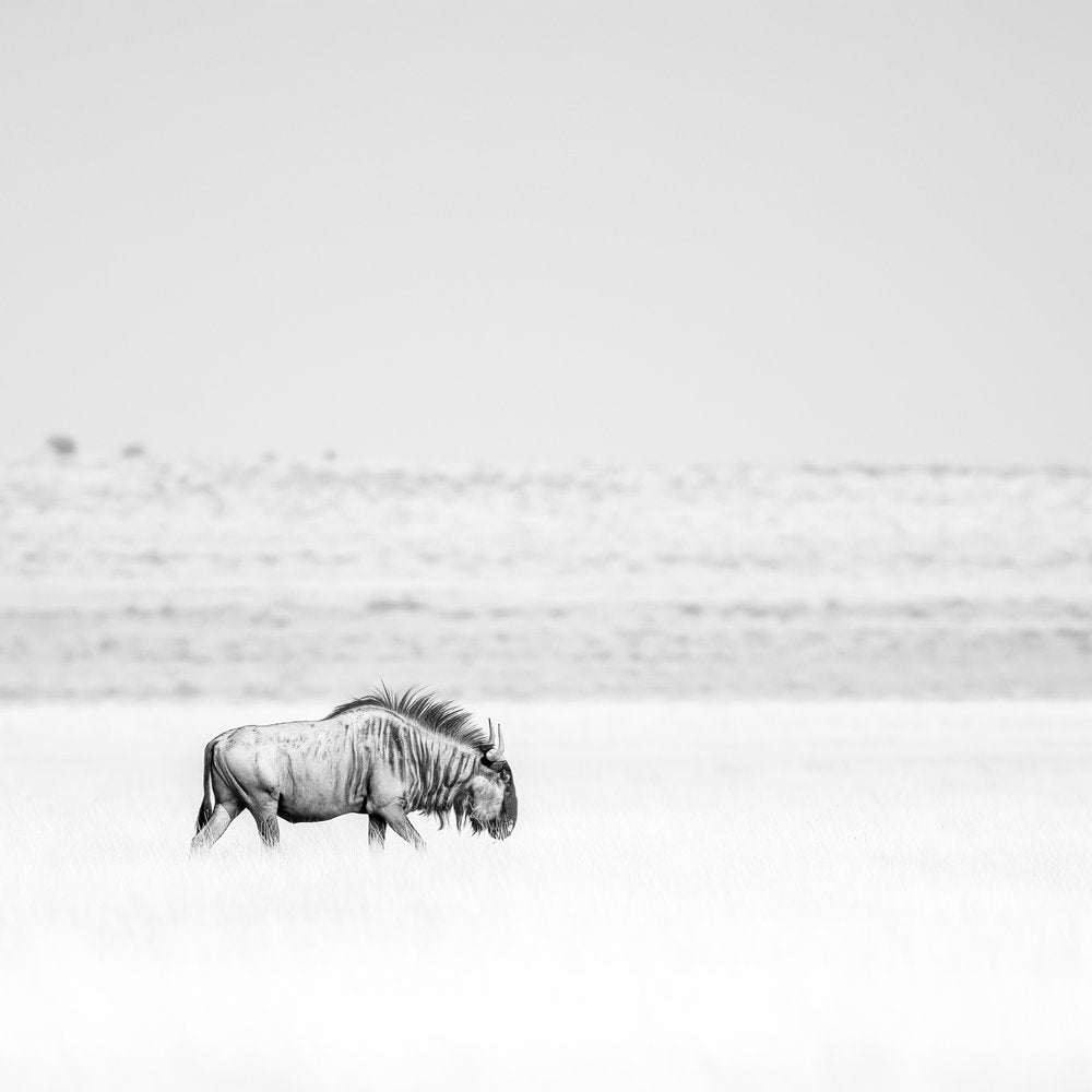 Solitary Wildebeest Walk