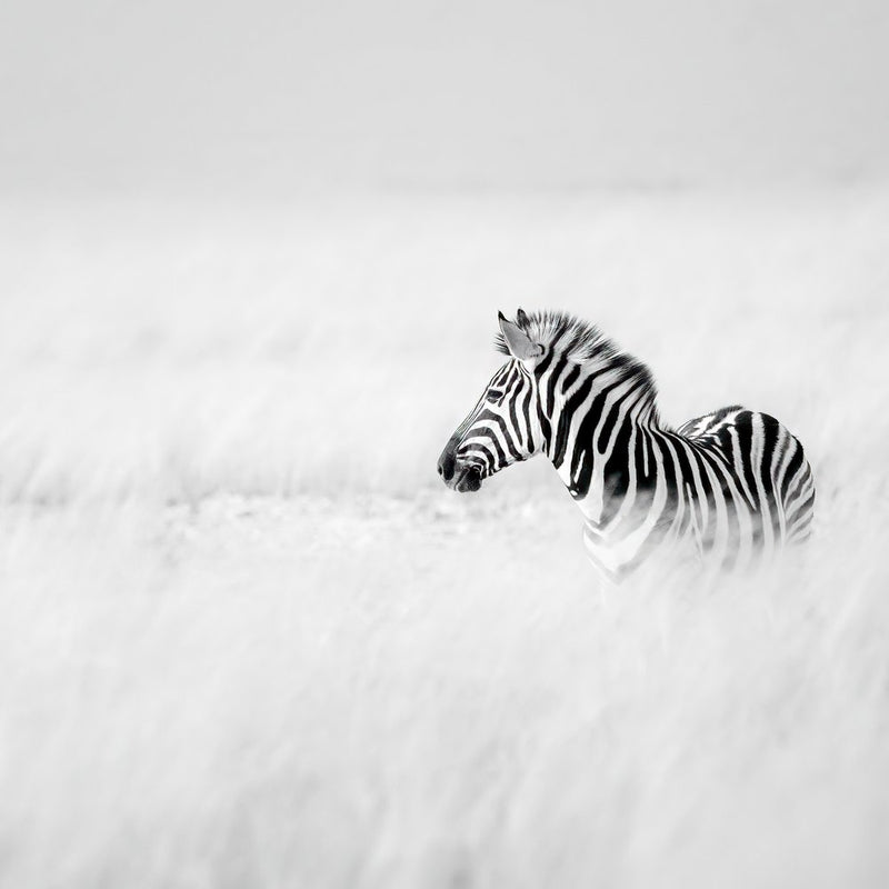 Serene Zebra Foal