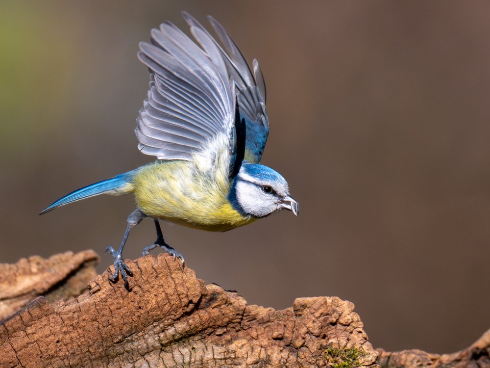 Blue Tit in Flight