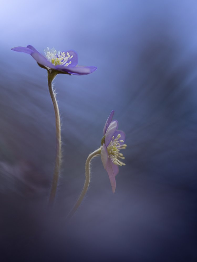 Soft Purple Flowers