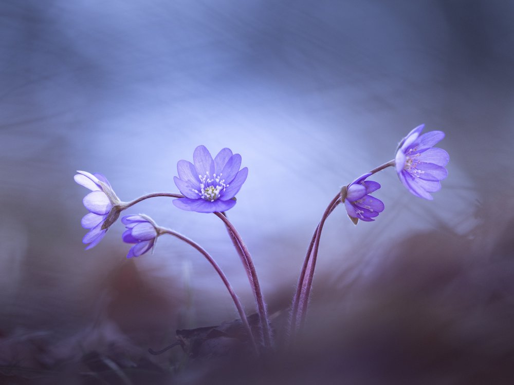 Delicate Purple Spring Flowers