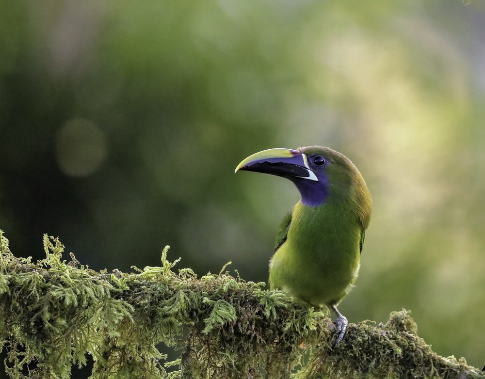 Emerald Toucanet Perched