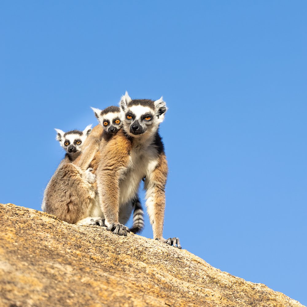 Madagascar Lemur Family