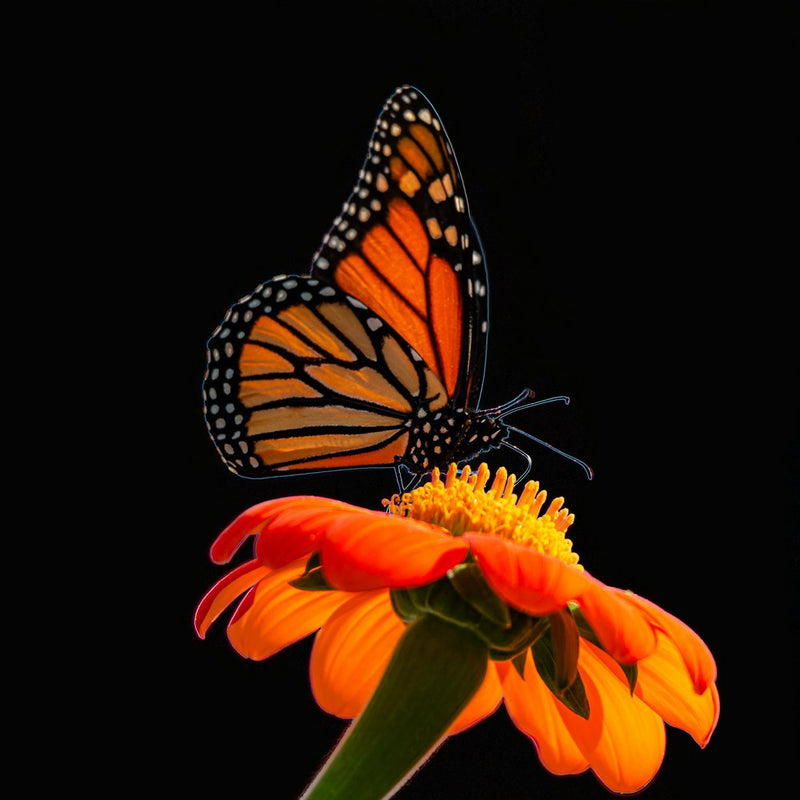 Monarch On Orange Flower