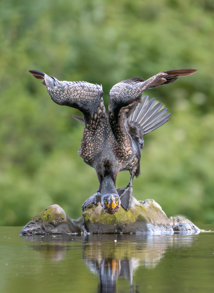 Great cormorant