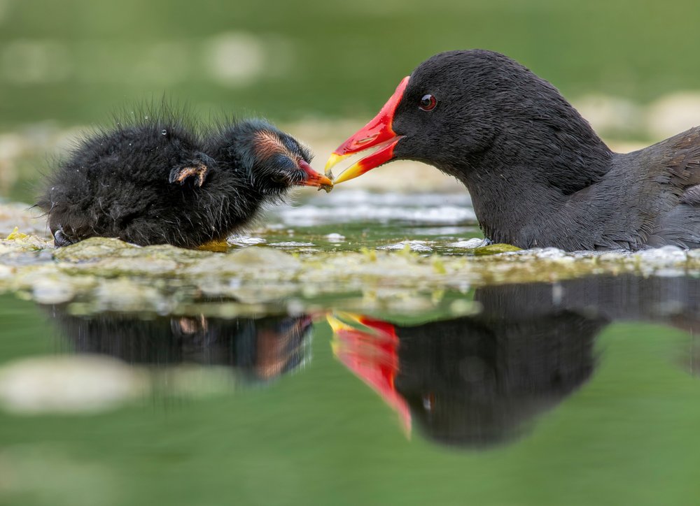 Baby Bird Feeding