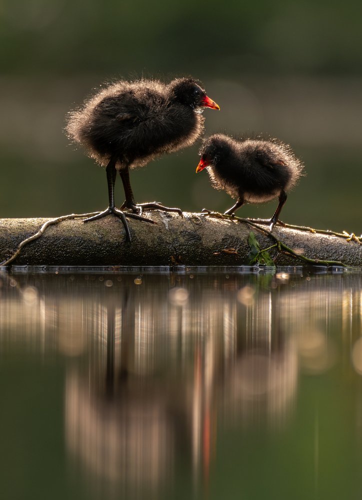 Fluffy Chicks Golden Reflection