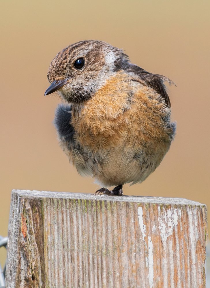 Charming Fluffy Bird Perched