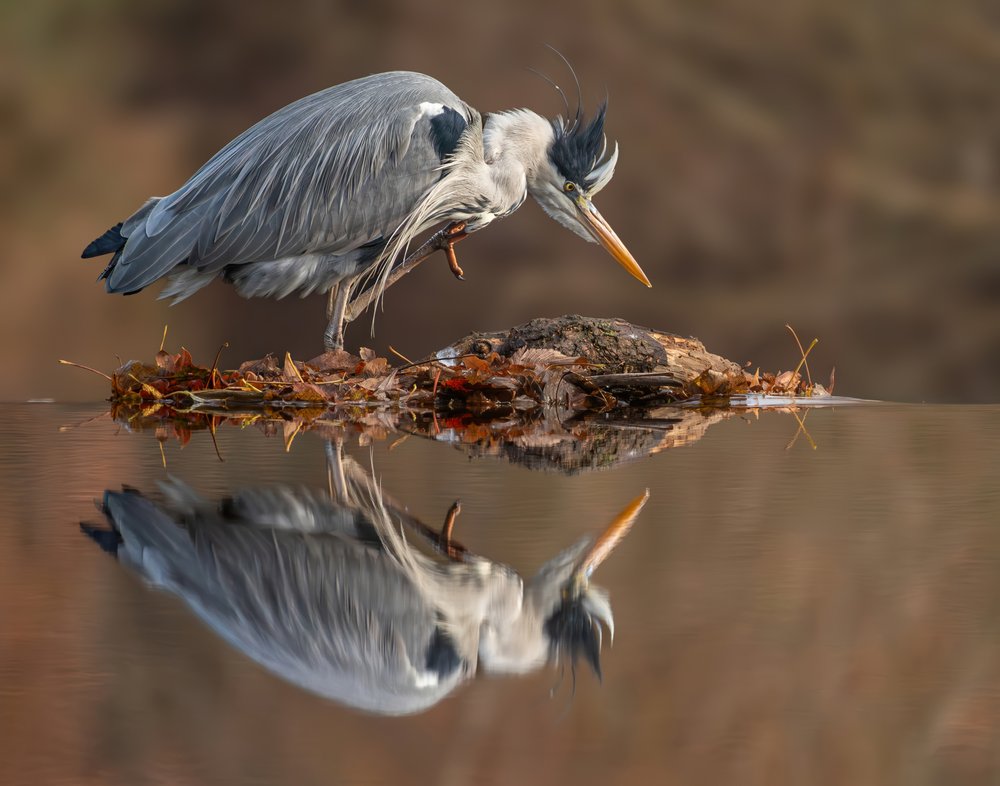 Focused Heron Reflection