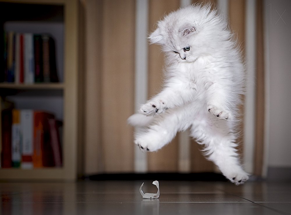 Playful Fluffy Kitten