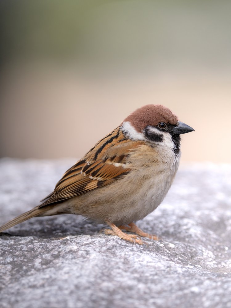 Peaceful Tree Sparrow