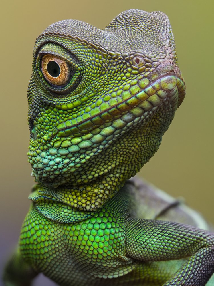 Vibrant Green Lizard