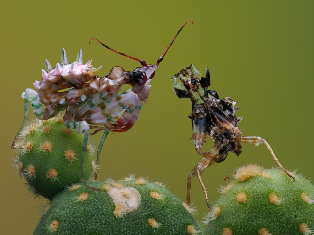 Spiky Mantis Encounter