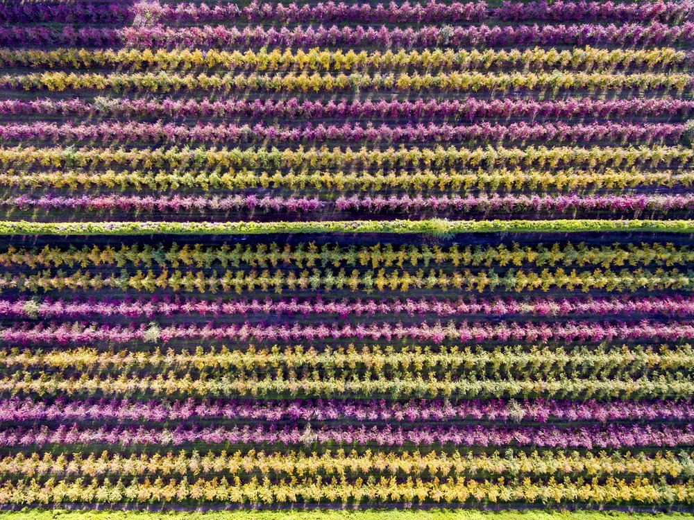 Vibrant Autumn Rows
