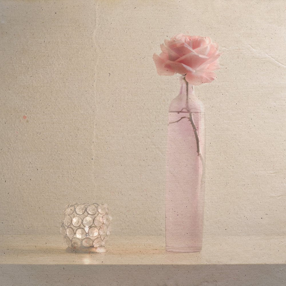 Pink Rose Serenity