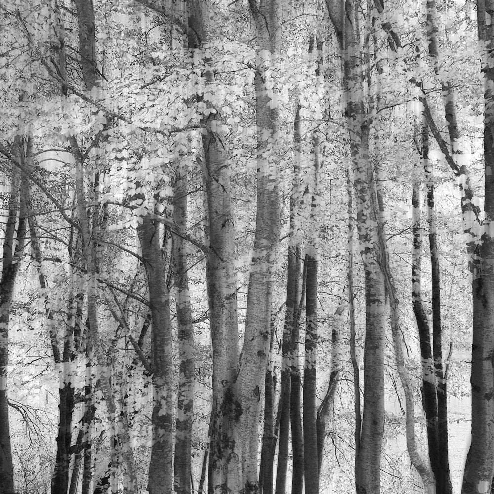 Serene Forest Light