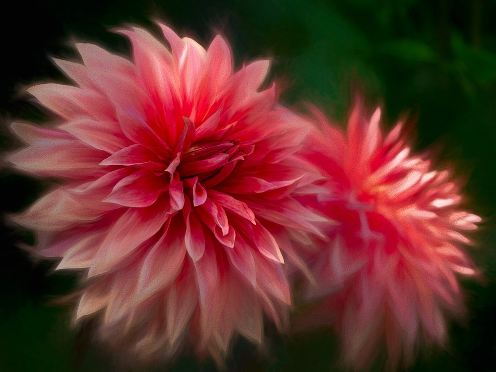 Vibrant Pink Dahlias