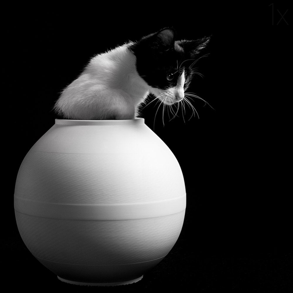 Curious Kitten in Vase