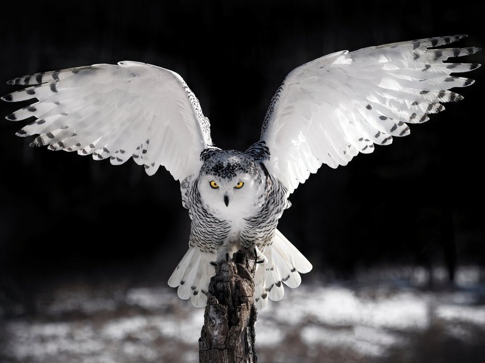 Snowy Owl With Open Wings