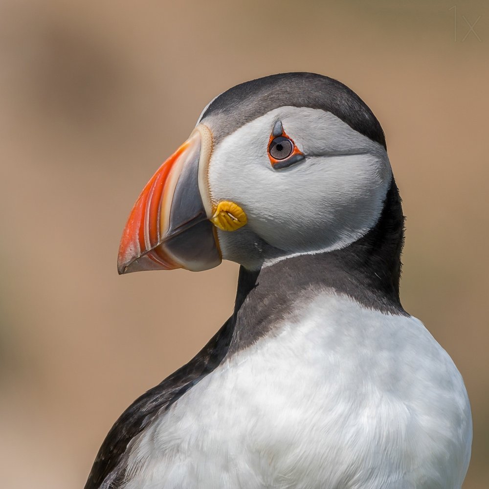 Atlantic Puffin Portrait