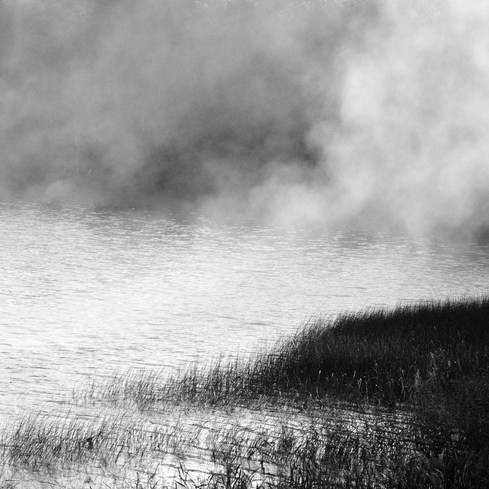 Misty Lake Reeds