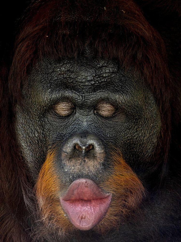 Cute Orangutan Kiss