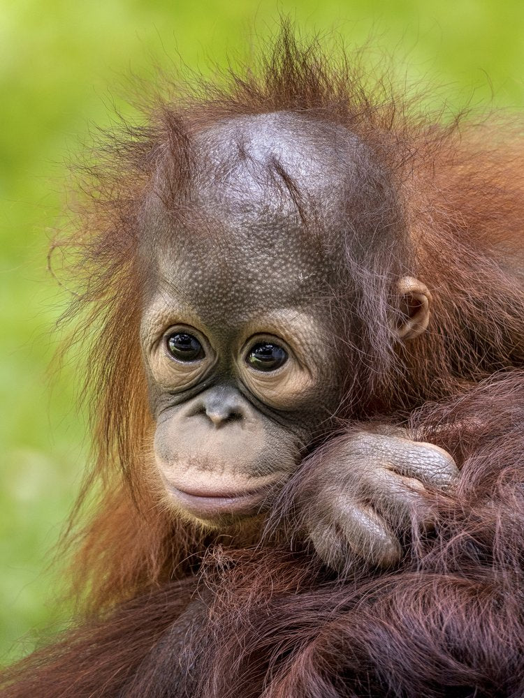 Thoughtful Baby Orangutan
