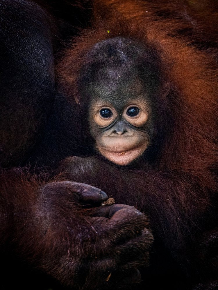 Cute Baby Orangutan