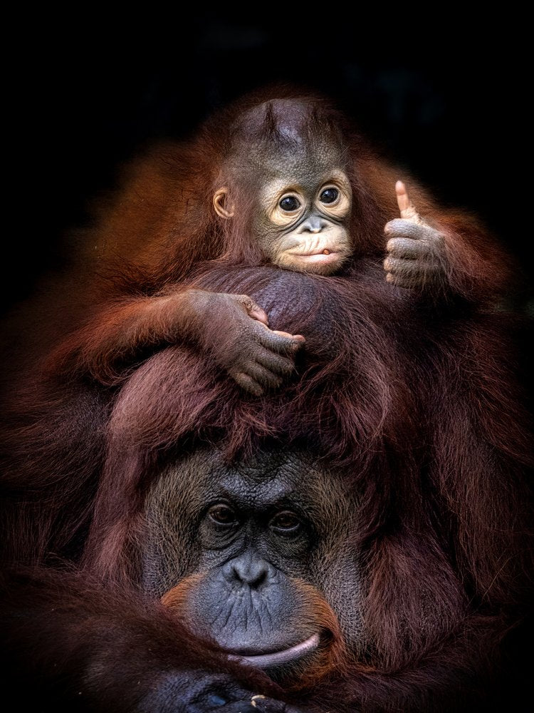 Baby Orangutan Thumbs Up