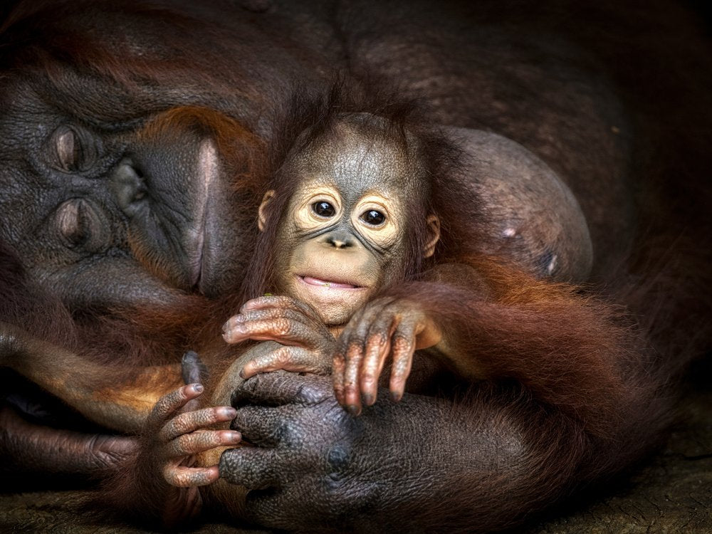 Loving Orangutan Embrace