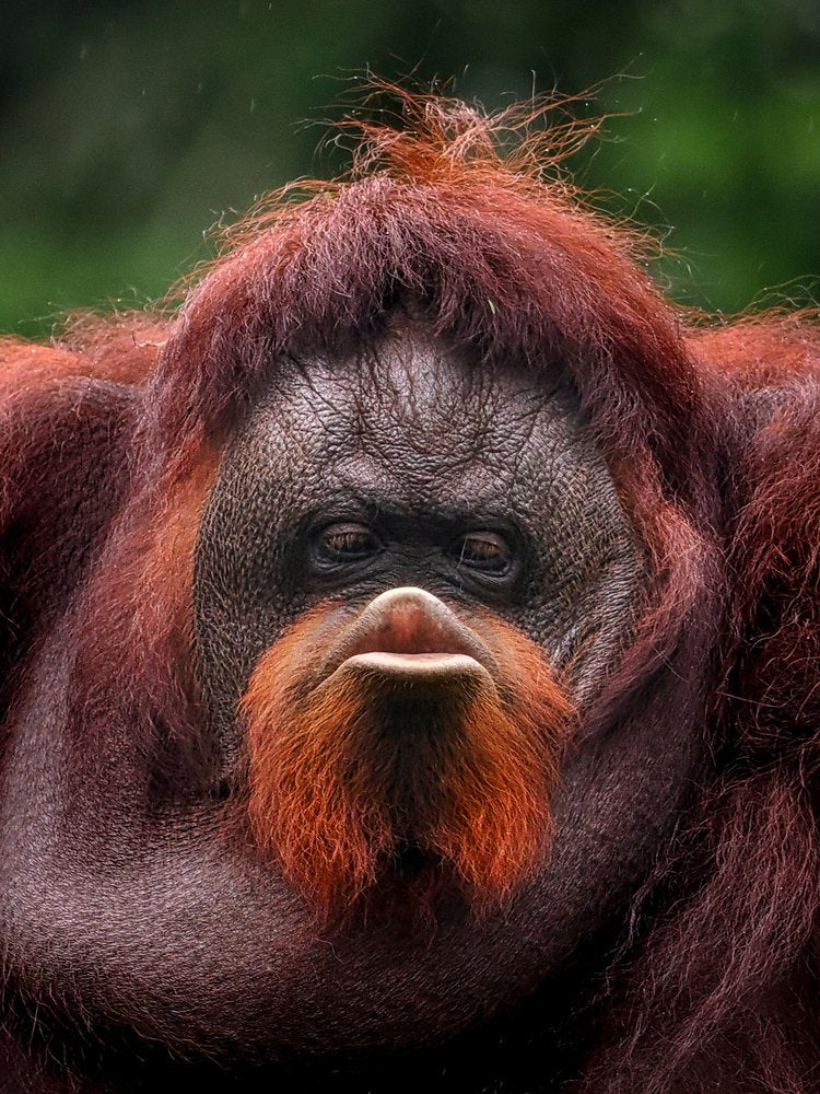 Pensive Orangutan Portrait