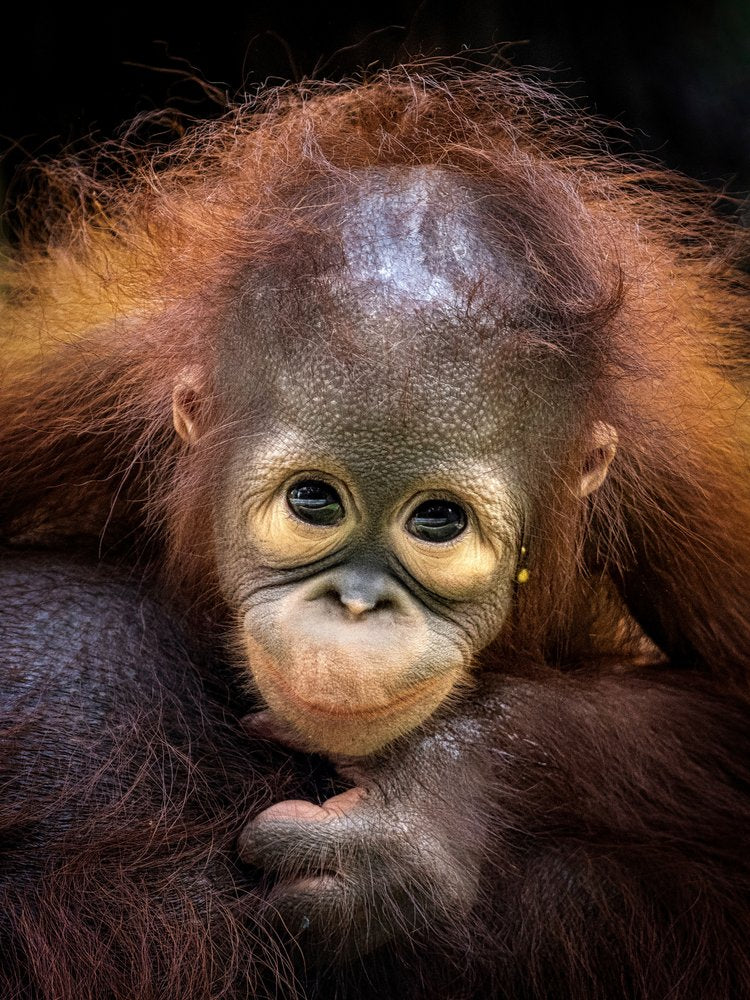 Cute Baby Orangutan Portrait