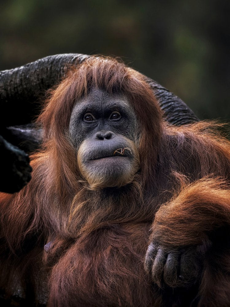 Majestic Orangutan Portrait