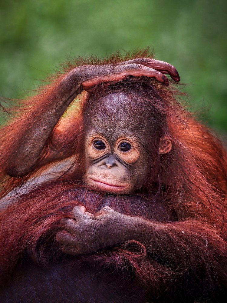 Curious Baby Orangutan